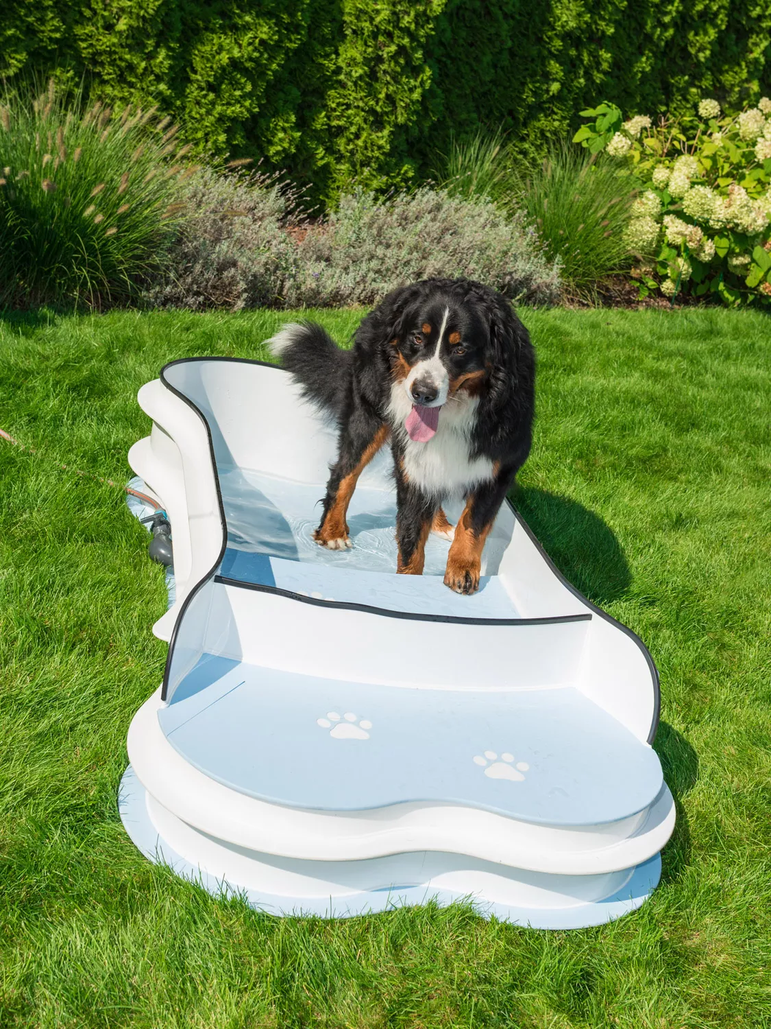 Hundepool_Junior2 Hundepool Standard - Weiß/Blau