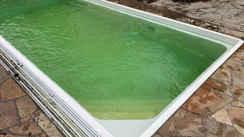 Gruener Pool im Garten