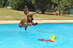 Tradition Gør livet Person med ansvar for sportsspil Darf ein Hund in den Pool?
