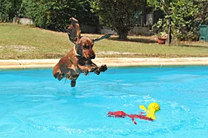 Darf ein Hund in den Pool?